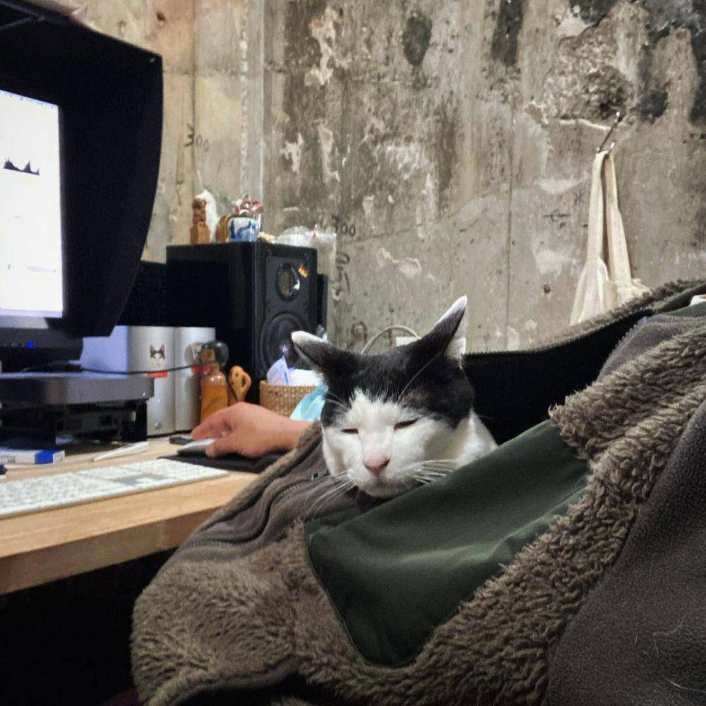 potret kucing Pancho (instagram.com/pancho0002)