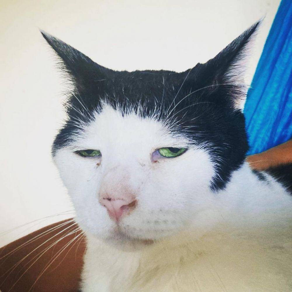 potret kucing Pancho (instagram.com/pancho0002)