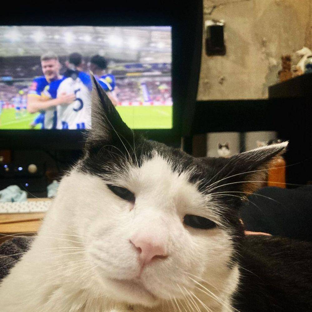 potret kucing Pancho (instagram.com/pancho0002)