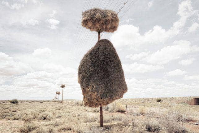 sarang sociable weaver di sebuah tiang listrik di Gurun Kalahari (commons.wikimedia.org/Dillon Marsh)
