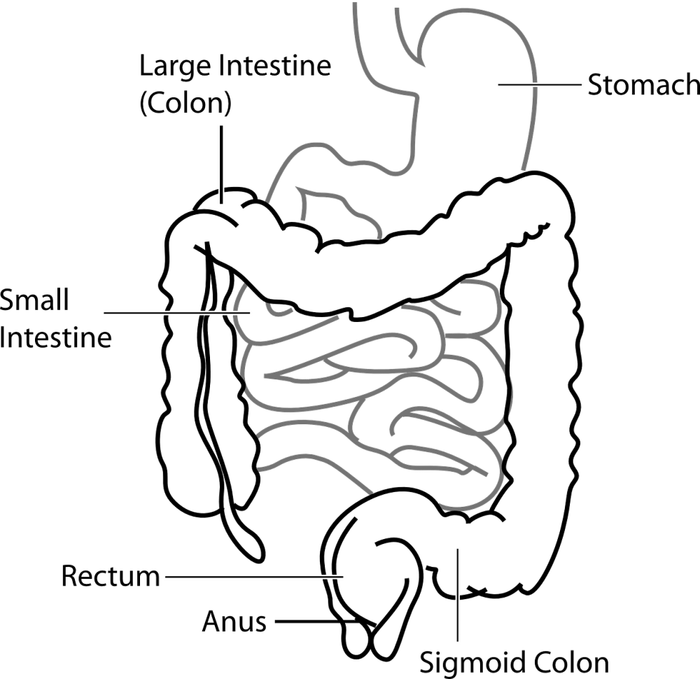 ilustrasi organ usus (pixabay.com/Clker-Free-Vector-Images)