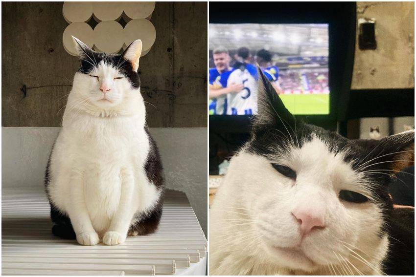potret kucing Pancho (instagram.com/pancho0002)