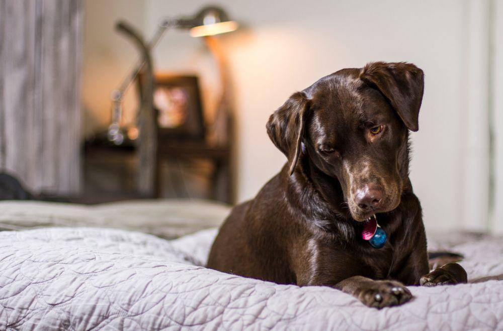 potret anjing yang merasa bersalah usai dimarahi pemiliknya (pexels.com/Pixabay)