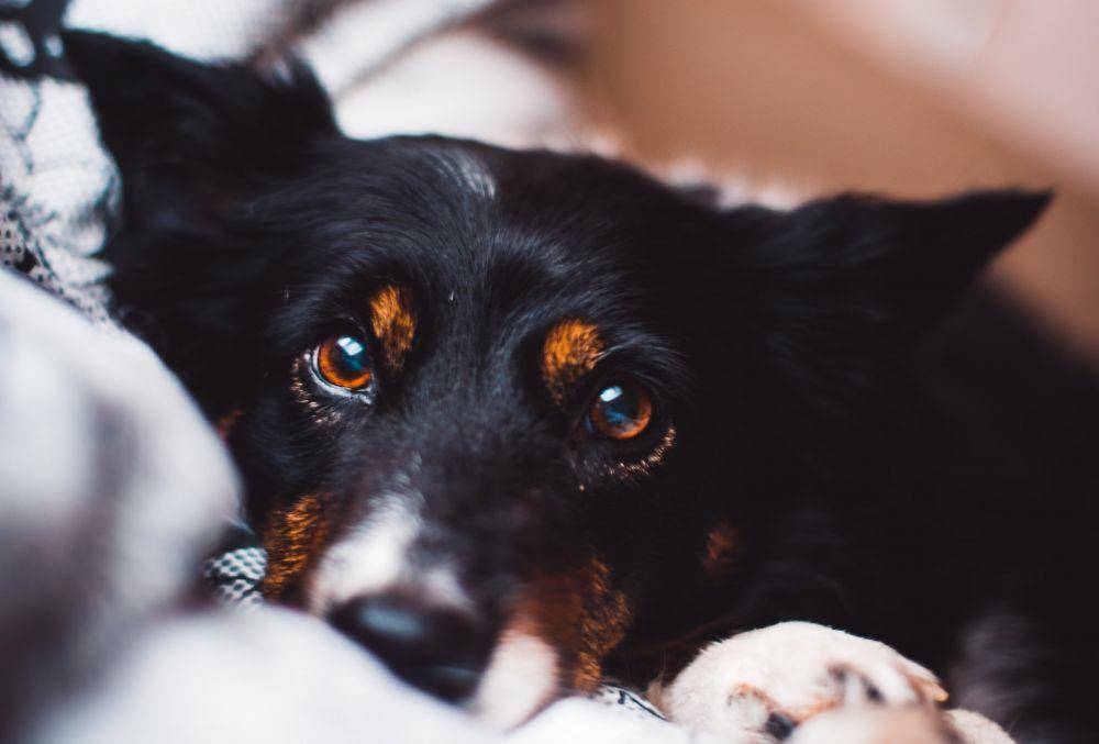 potret anjing yang merasa bersalah usai dimarahi pemiliknya (unsplash.com/Simon Hesthaven)