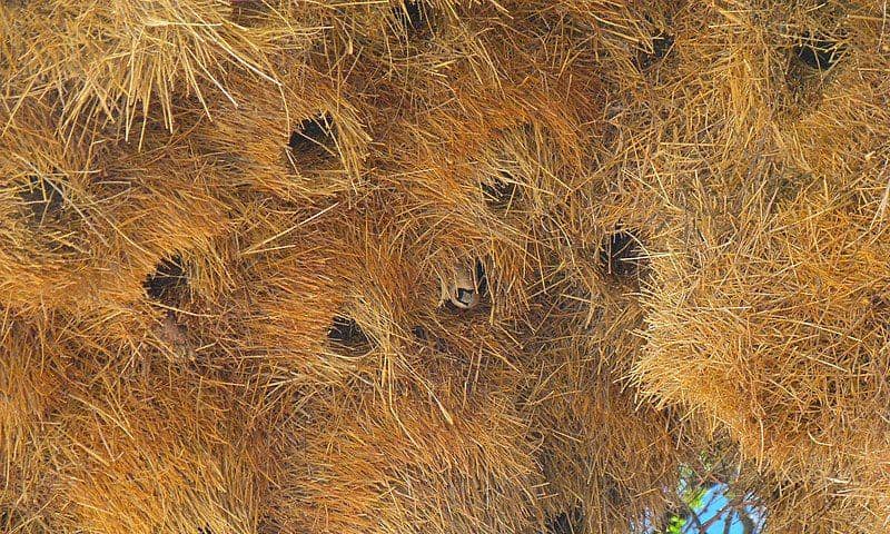 seekor sociable weaver di dalam sarangnya (commons.wikimedia.org/Bernard DUPONT)