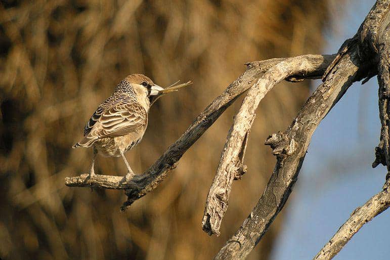 sociable weaver membawa bahan sarang (commons.wikimedia.org/Frank Vassen)