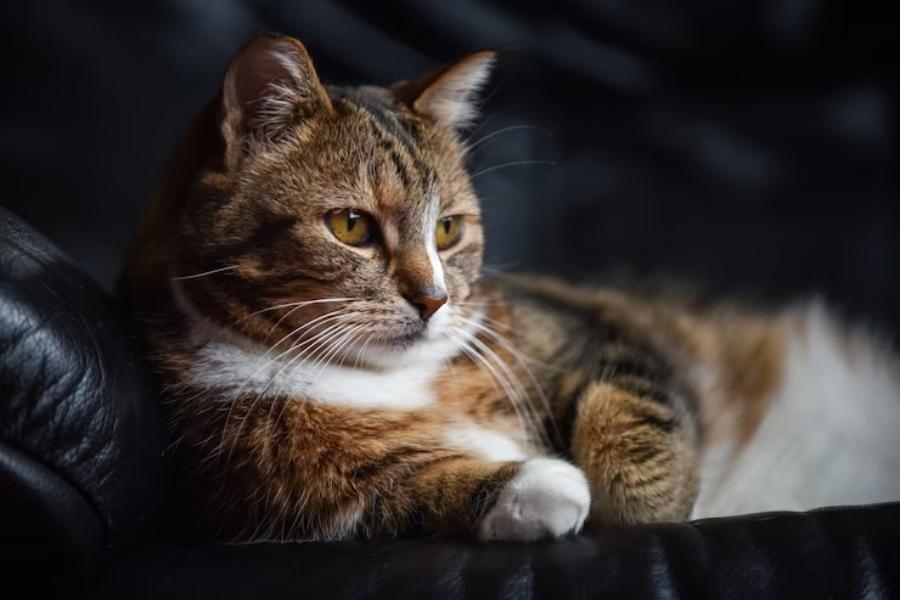 Kenapa Kucing Lebih Aktif di Malam Hari? Ini Jawabannya