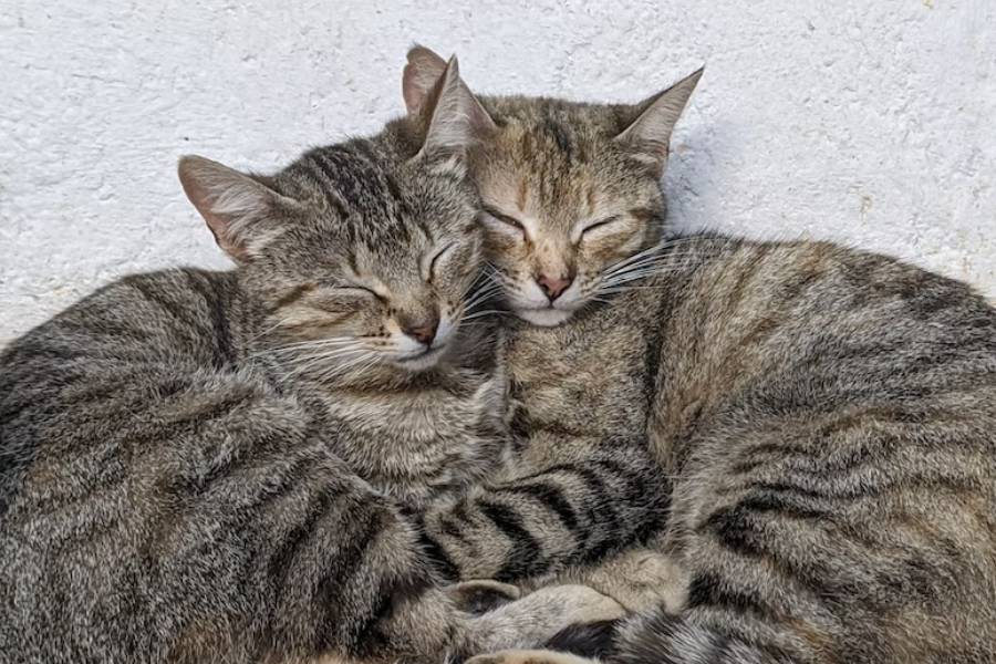 ilustrasi kucing (unsplash.com/Mariellem Oliveira)