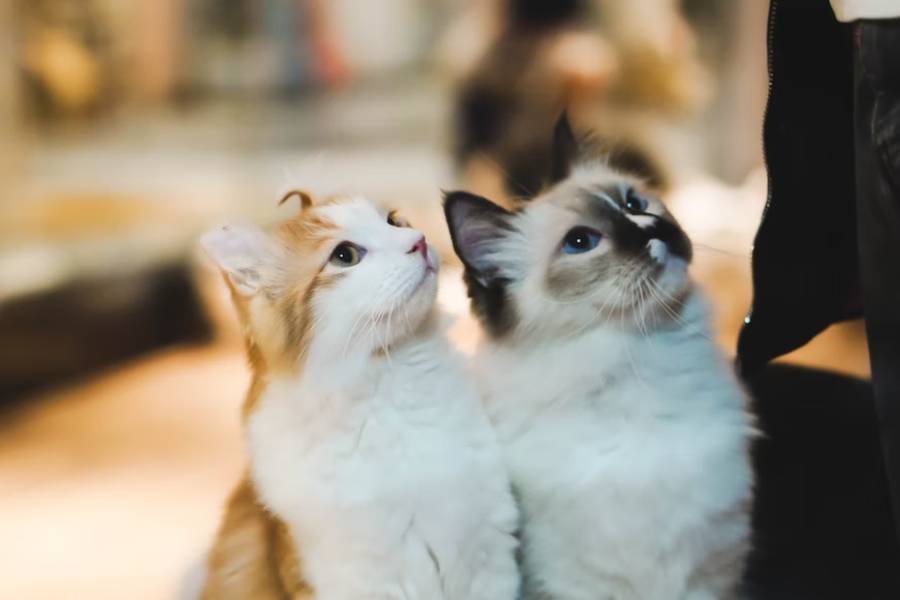 ilustrasi dua kucing (unsplash.com/Kelly)