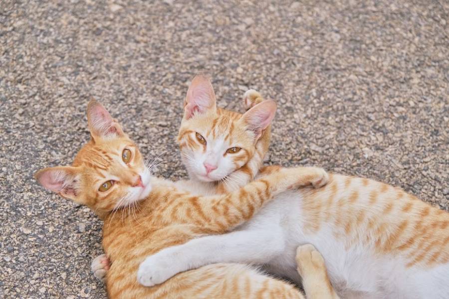 ilustrasi kucing (unsplash.com/Himanshu Choudhary)