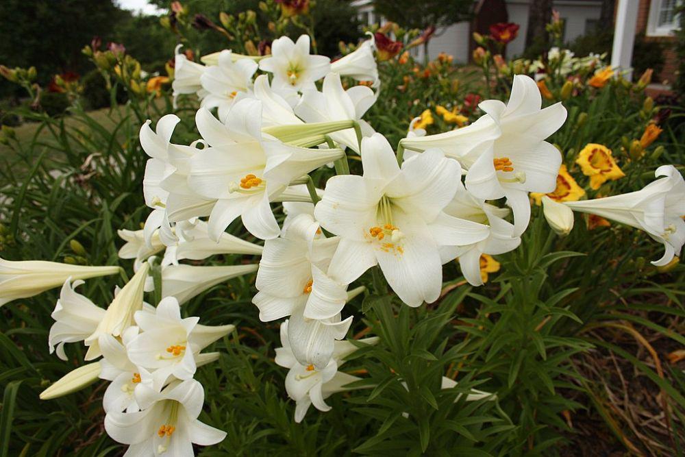 10 Fakta Tentang Bunga Easter Lily, Ada Kaitannya dengan Waktu Paskah