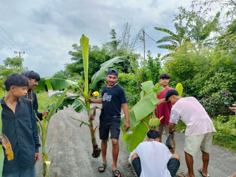 Protes Jalan Wisata Rusak Parah, Warga Jerowaru Tanam Pohon Pisang