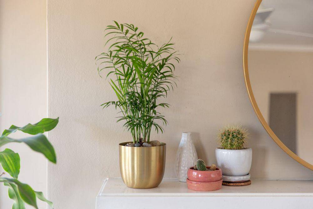 ilustrasi parlor palm (thespruce/Krystal Slagle)