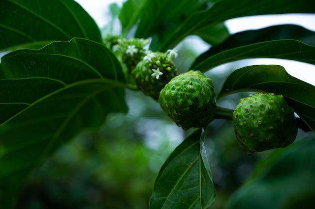 Daun mengkudu (Pexels.com/iman santoso)