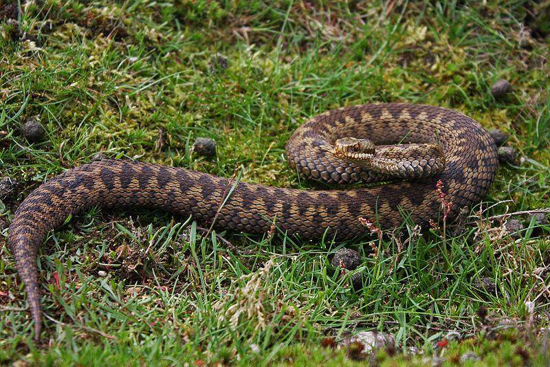 European adder (commons.wikimedia.org/Thomas Brown)
