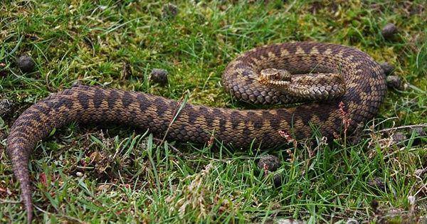 European adder (commons.wikimedia.org/Thomas Brown)