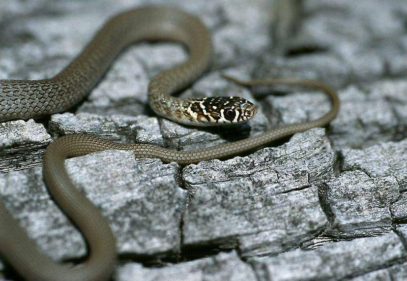 Green whip snake (commons.wikimedia.org/Polypterus)
