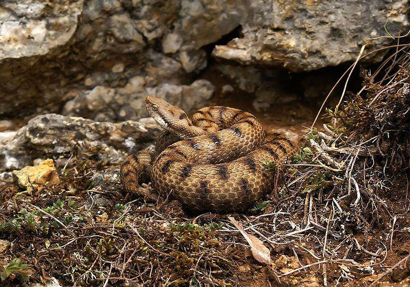 Asp viper (commons.wikimedia.org/Orchi)
