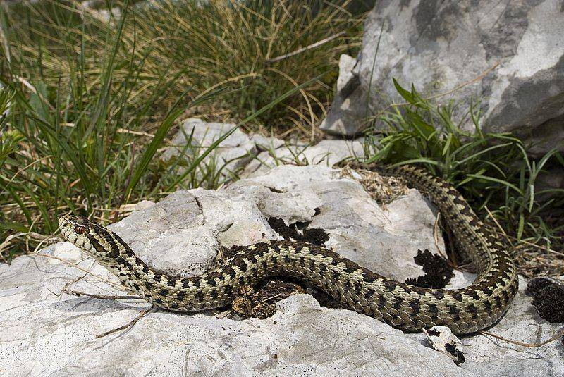Orsini’s viper (commons.wikimedia.org/Benny Trap)