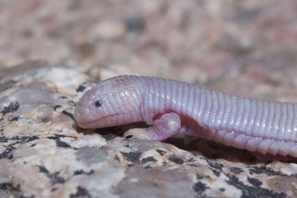 Bipes biporus (wikimedia.org/marlin harms)