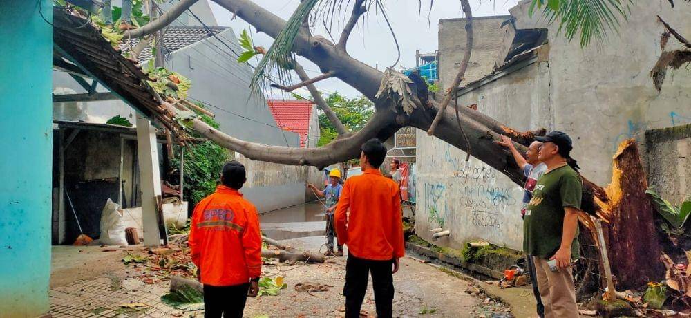 Angin Kencang di Bekasi Akibatkan Tujuh Pohon Tumbang. (Dokumen BPBD Kota Bekasi)