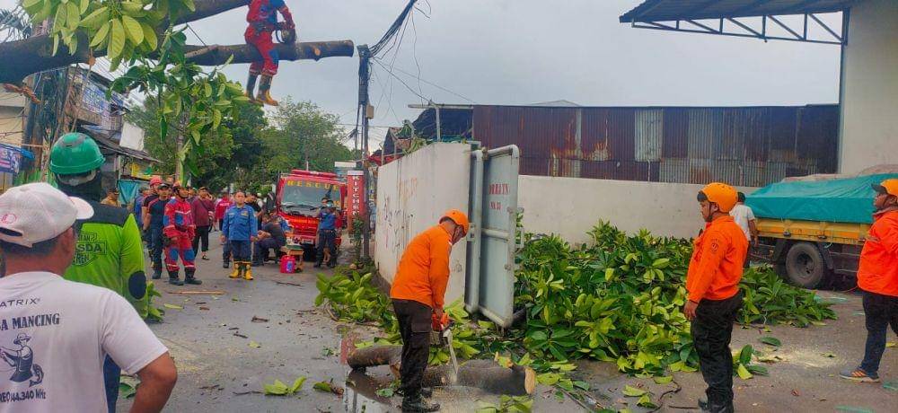 Angin Kencang di Bekasi Akibatkan Tujuh Pohon Tumbang. (Dokumen BPBD Kota Bekasi)