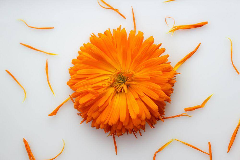 ilustrasi calendula (unsplash.com/Katriona McCarthy)