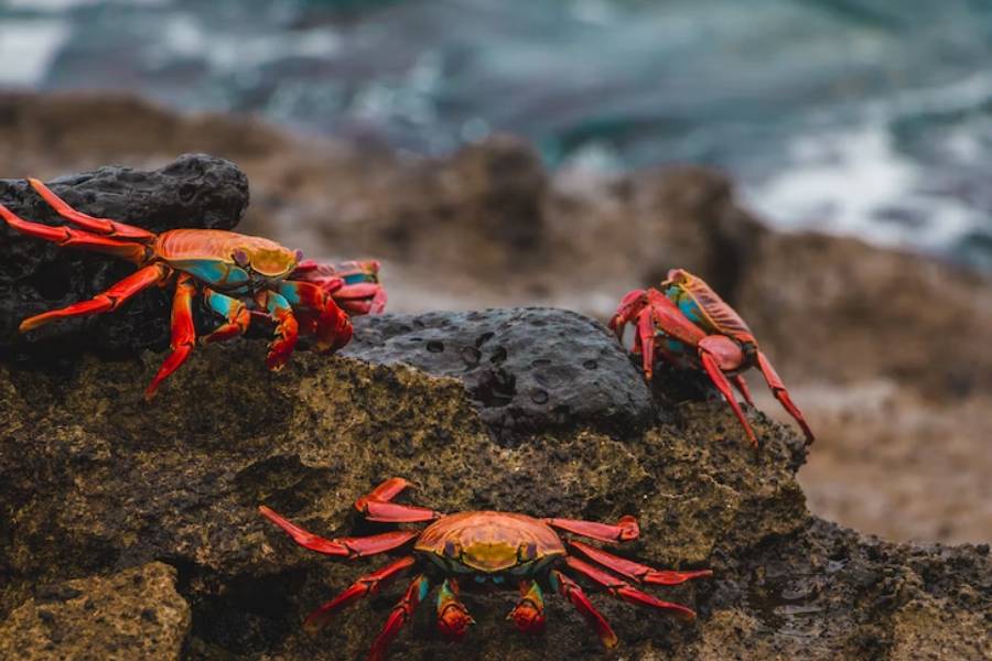 ilustrasi kepiting (unsplash.com/Amy Perez)