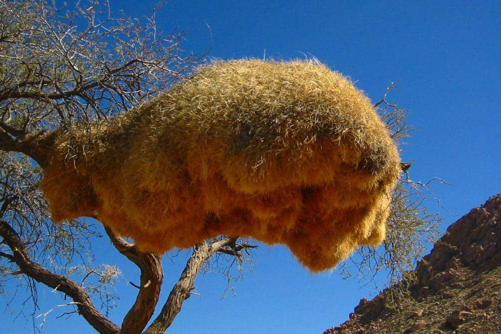 5 Fakta di Balik Megahnya Sarang Sociable Weaver, Bak Apartemen!