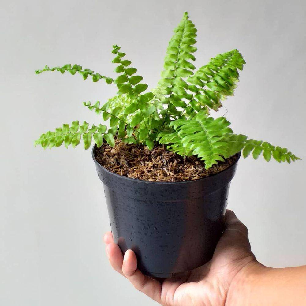 Boston Fern (instagram.com/bungatamanku)