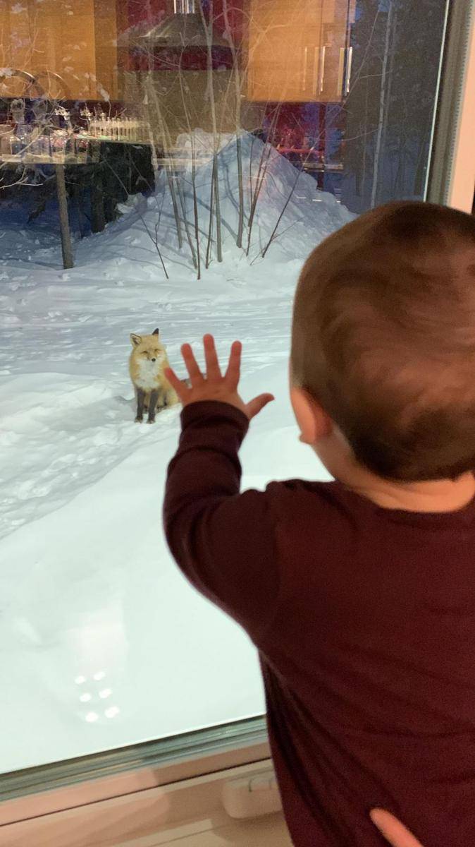 potret gemes hewan liar (reddit.com/user/northernCan81)