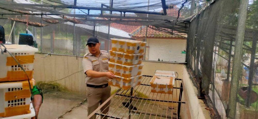Penyelundupan 485 burung asal Lampung Timur berhasil digagalkan Karantina Lampung dan KSKP Bakauheni. (Dok. Balai Karantina Lampung).