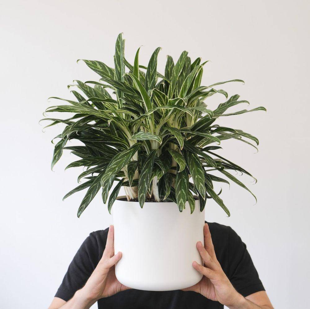 Aglonema cutlass (unsplash.com/feey)