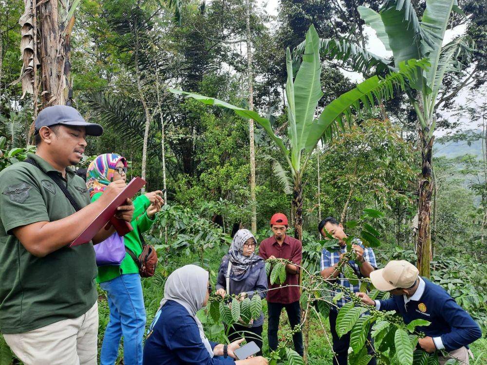 Tanaman Kopi yang perlu dihindarkan dari Pengendalian Organisme Penganggu Tumbuhan (OPT) (Dok. Kementan)