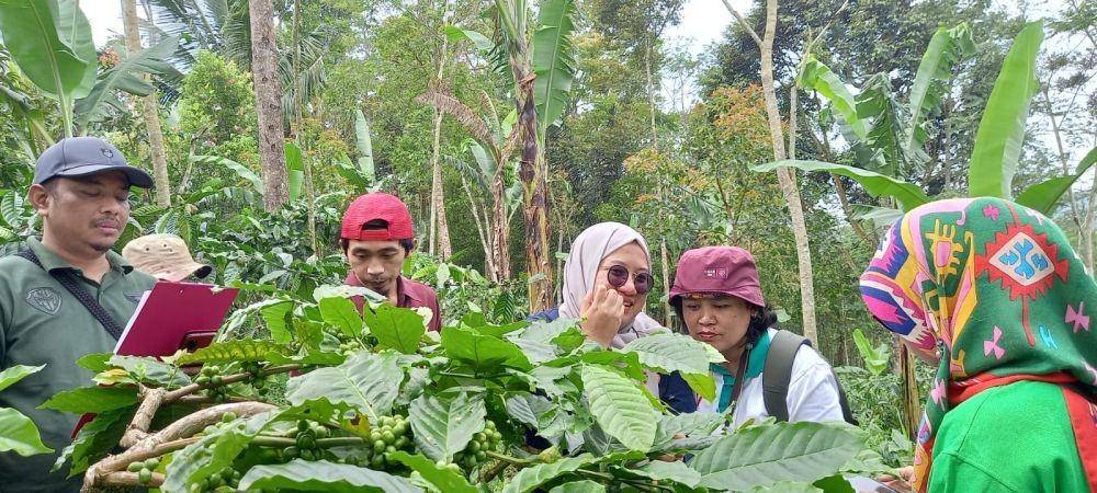 Pengendalian Organisme Penganggu Tumbuhan (OPT) pada tanaman Kopi (Dok. Kementan)