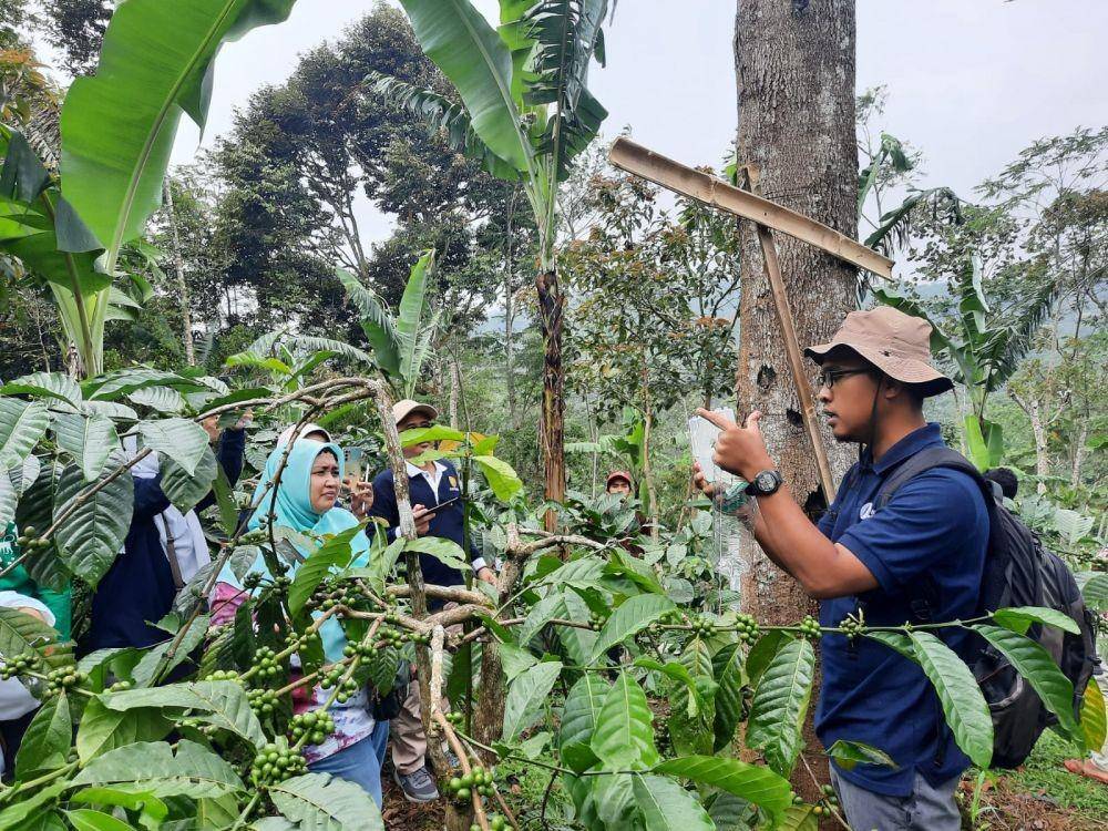 Pembinaan pengendalian Organisme Penganggu Tumbuhan (OPT) pada tanaman Kopi terus dilakukan (Dok. Kementan)