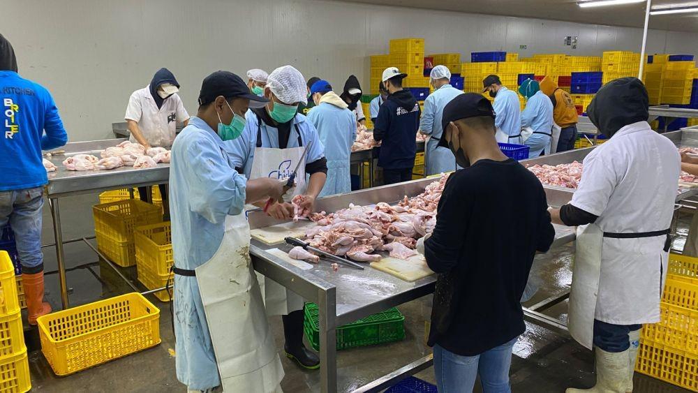 Chickin hingga saat ini telah memampukan ribuan peternak ayam menghasilkan lebih dari 31 juta populasi ayam. (Dok. Chickin).
