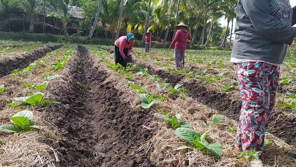 Tidak Ada Lagi Pupuk Subsidi untuk Petani Tembakau Mulai Tahun 2023