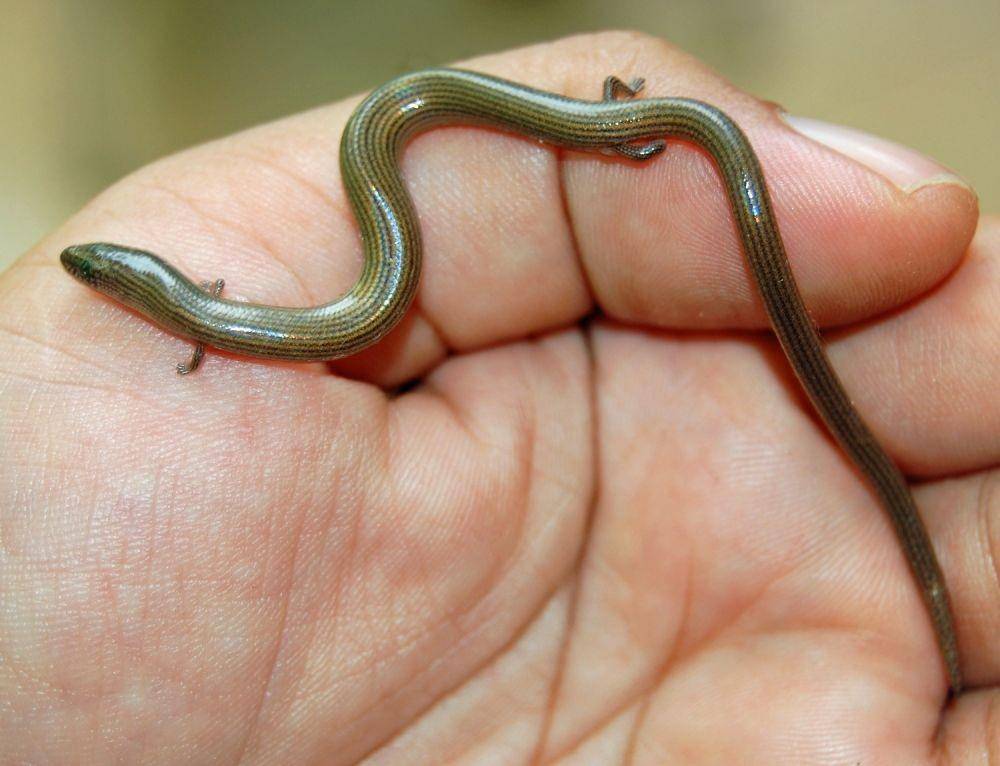 Lygosoma quadrupes. (wikimedia.org/W.A. Djatmiko)