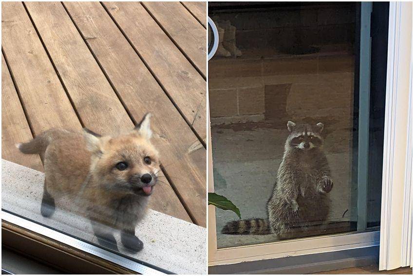 potret gemes hewan liar (reddit.com/user/Vechrotex | reddit.com/user/FeeValuable22)