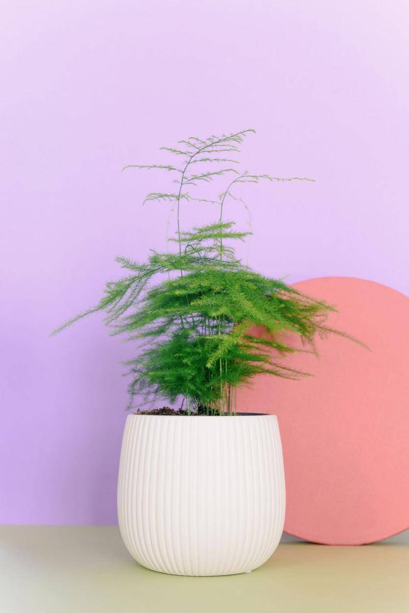 asparagus Fern (pexels.com/Ksenia Chernaya)