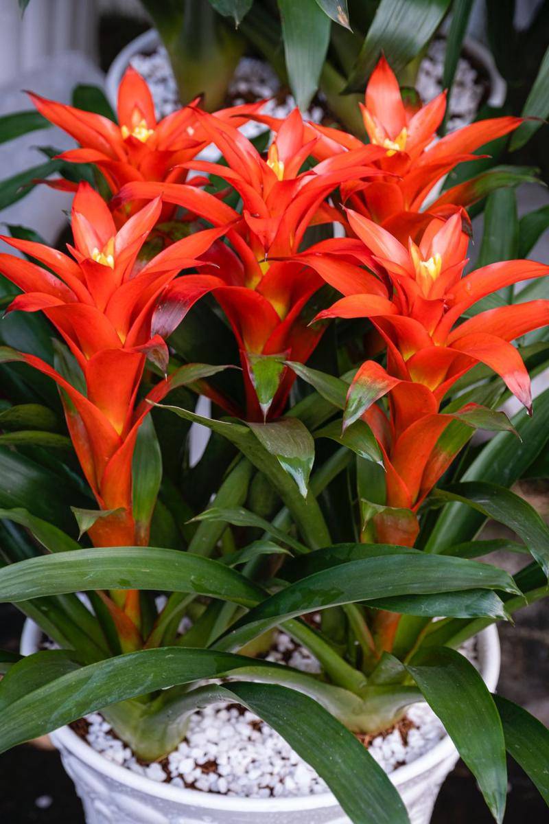 bromelia (pexels.com/Tiểu Bảo Trương)
