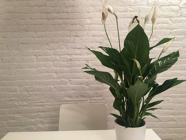 peace lily (pixabay.com/mfiol)