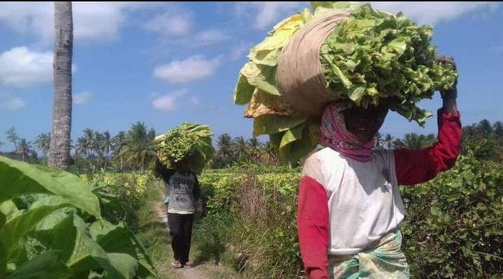 Distan Lombok Timur Siapkan Rp20,2 Miliar BLT untuk Petani Tembakau