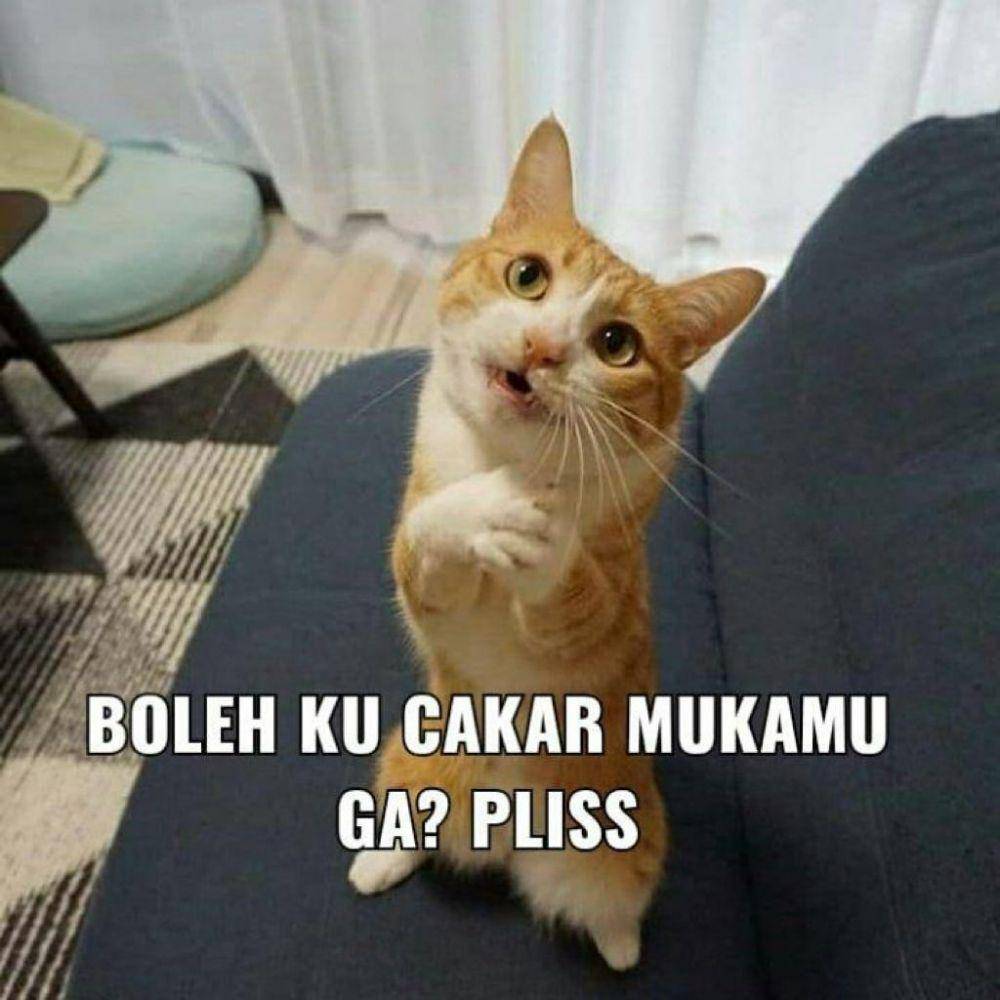 Meme Kucing Marah (twitter.com/littleclouds07)