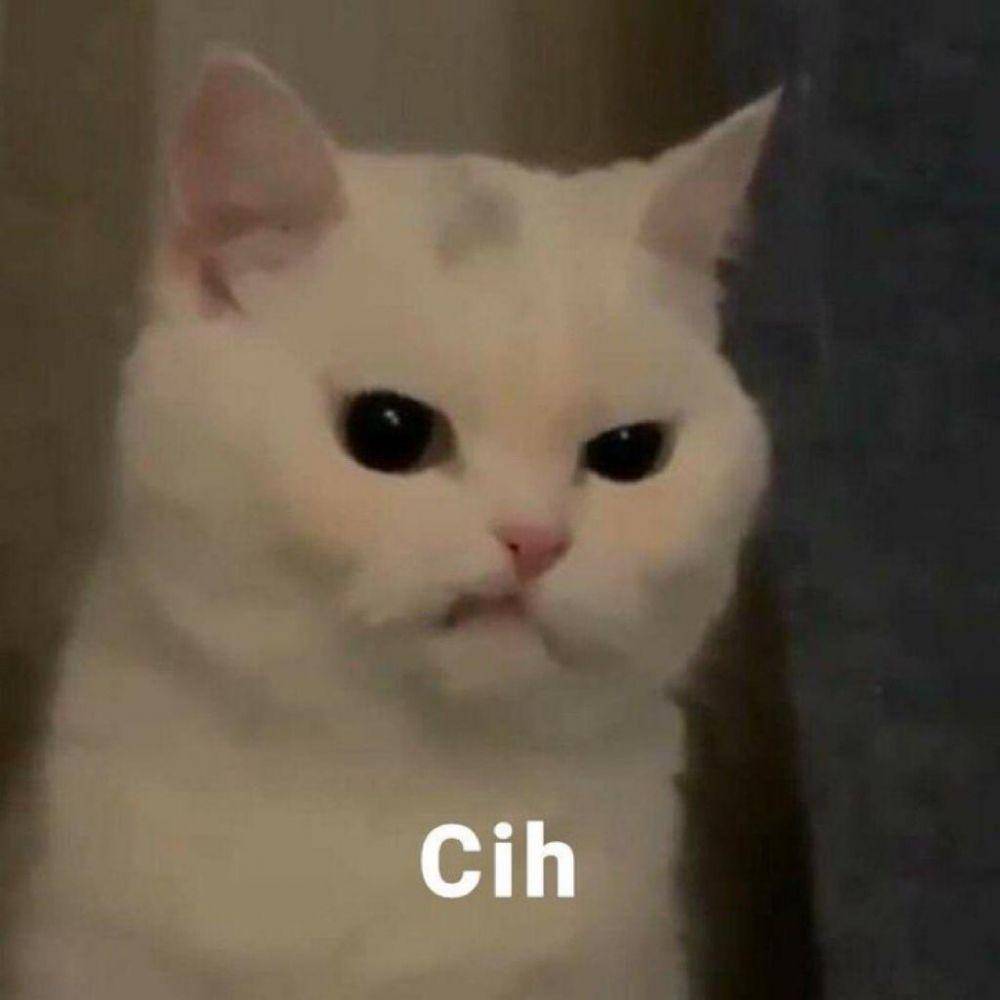 Meme Kucing Marah (twitter.com/pentimg)