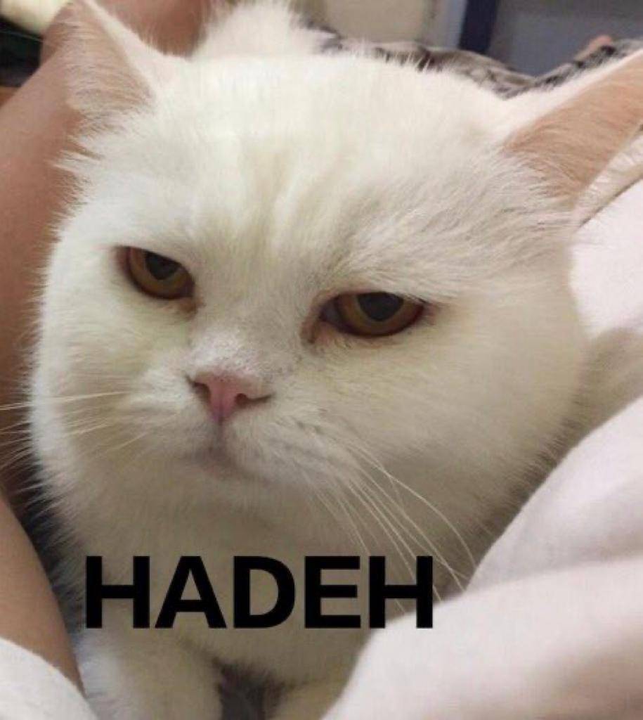 Meme Kucing Marah (twitter.com/pentimg)
