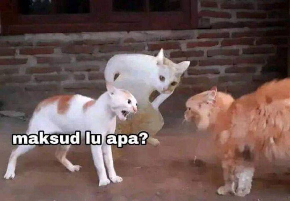 Meme Kucing Marah (twitter.com/pentimg)