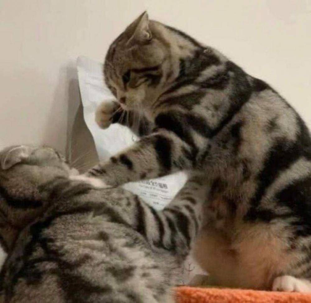 Meme Kucing Marah (twitter.com/pentimg)
