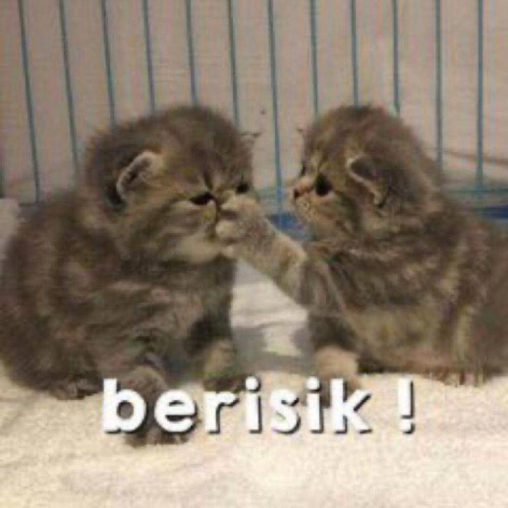 Meme Kucing Marah (twitter.com/pentimg)